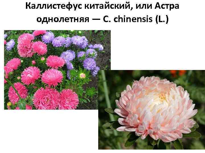 Каллистефус китайский, или Астра однолетняя — С. chinensis (L. ) 