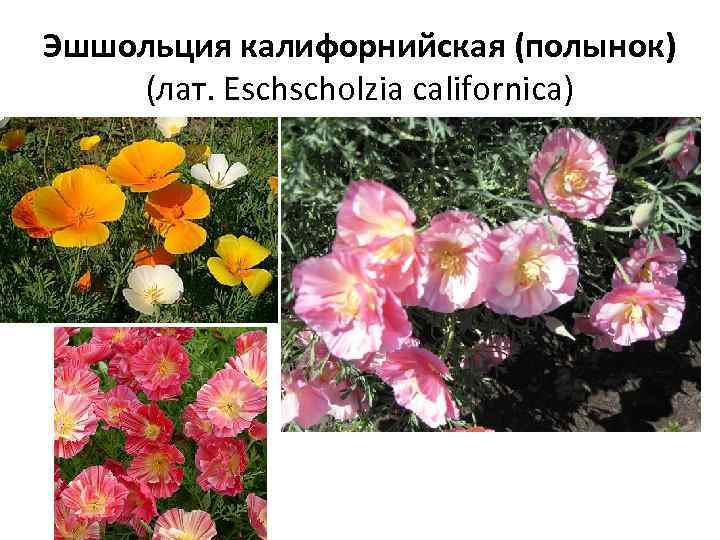 Эшшольция калифорнийская (полынок) (лат. Eschscholzia californica) 