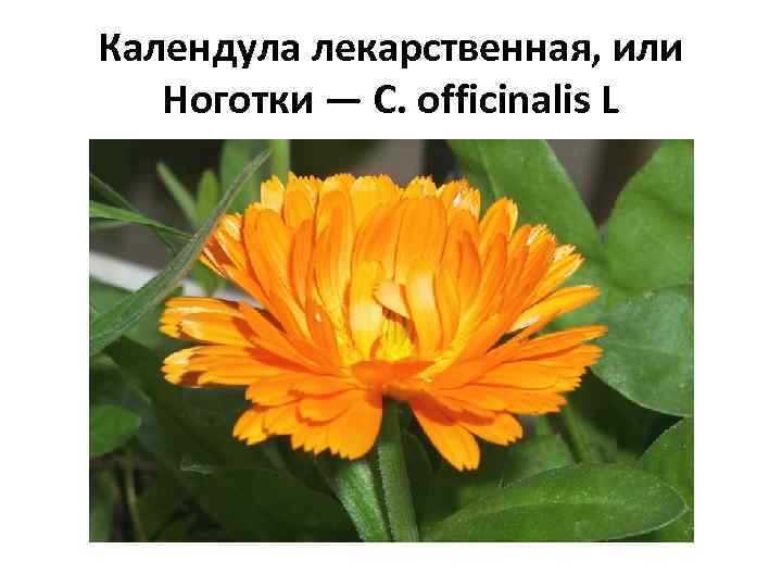 Календула лекарственная, или Ноготки — С. officinalis L 