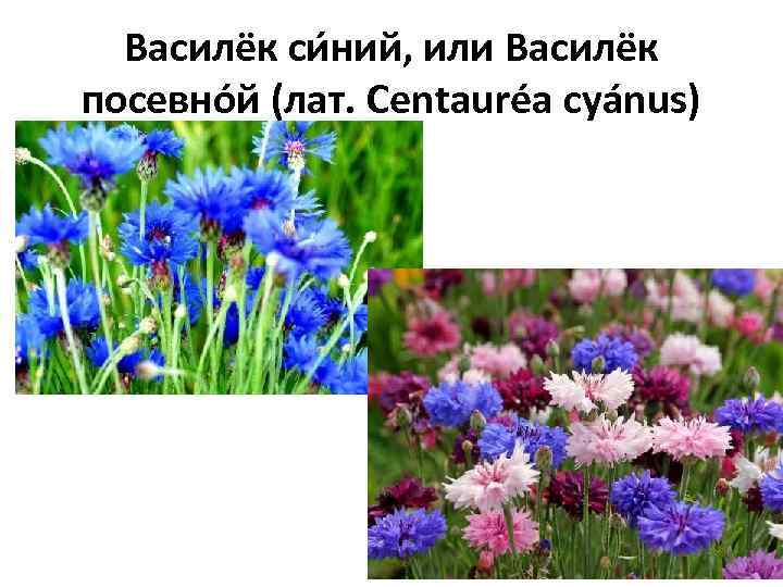 Василёк си ний, или Василёк посевно й (лат. Centauréa cyánus) 