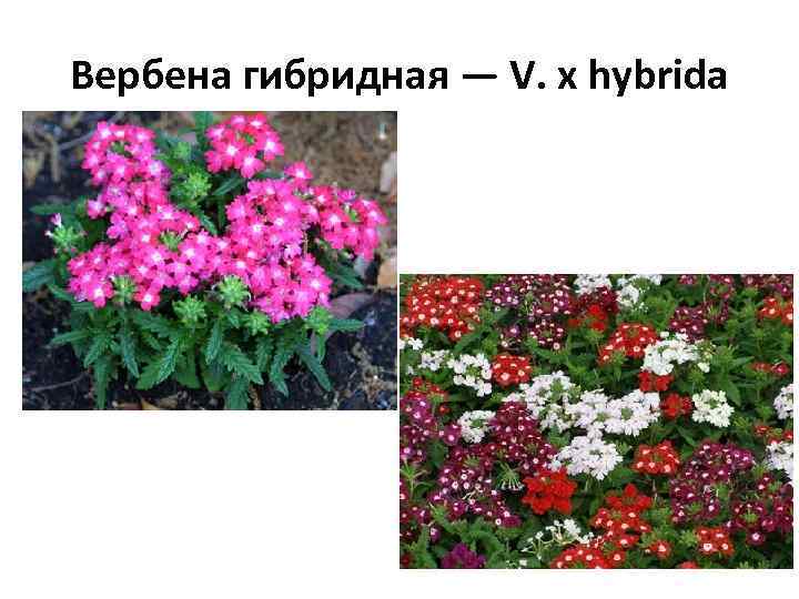 Вербена гибридная — V. х hybrida 