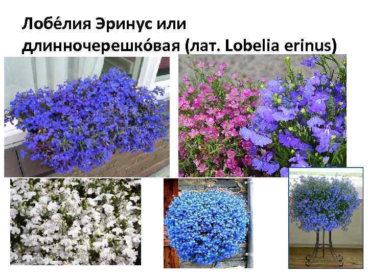 Лобе лия Эринус или длинночерешко вая (лат. Lobelia erinus) 