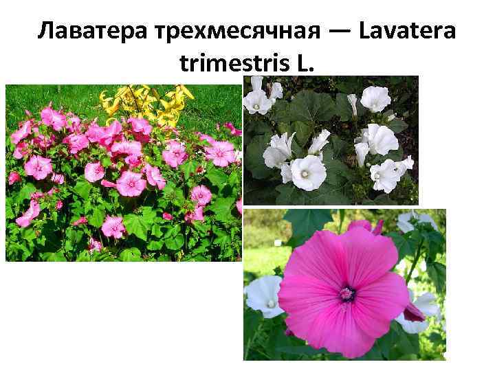 Лаватера трехмесячная — Lavatera trimestris L. 