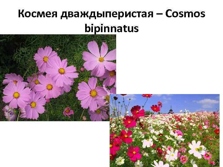 Космея дваждыперистая – Cosmos bipinnatus 