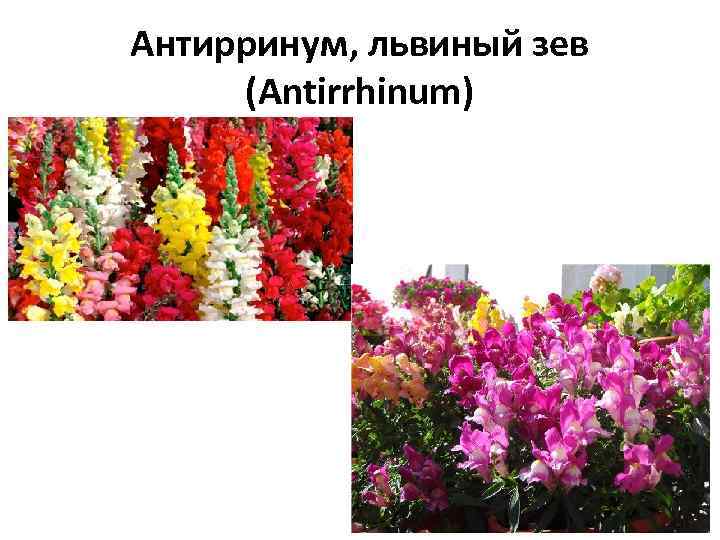 Антирринум, львиный зев (Antirrhinum) 