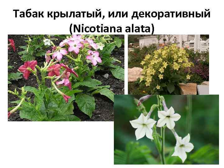 Табак крылатый, или декоративный (Nicotiana alata) 