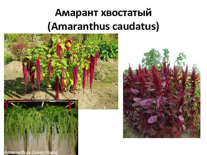 Амарант хвостатый (Amaranthus caudatus) 