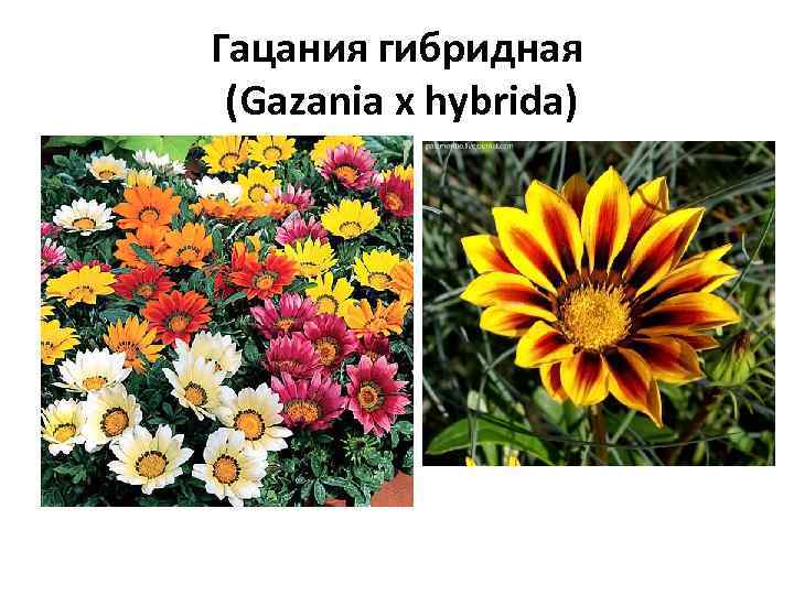 Гацания гибридная (Gаzania x hybrida) 