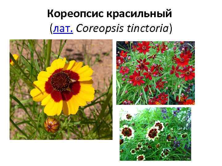 Кореопсис красильный (лат. Coreopsis tinctoria) 