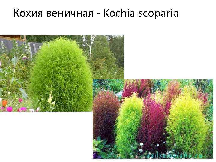 Кохия веничная - Kochia scoparia 