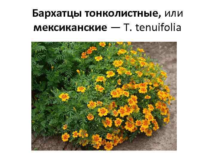 Бархатцы тонколистные, или мексиканские — Т. tenuifolia 