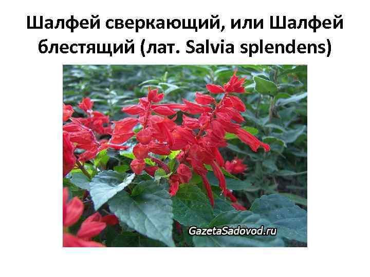 Шалфей сверкающий, или Шалфей блестящий (лат. Salvia splendens) 