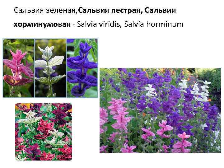 Сальвия зеленая, Сальвия пестрая, Сальвия хорминумовая - Salvia viridis, Salvia horminum 