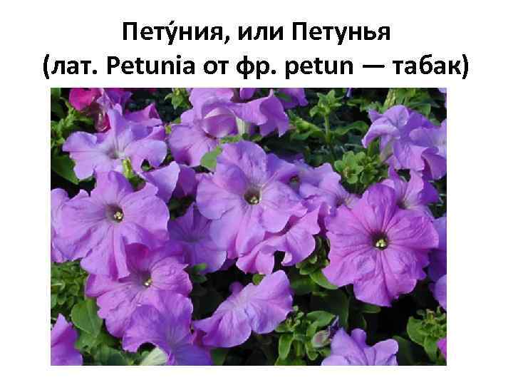 Пету ния, или Петунья (лат. Petunia от фр. petun — табак) 