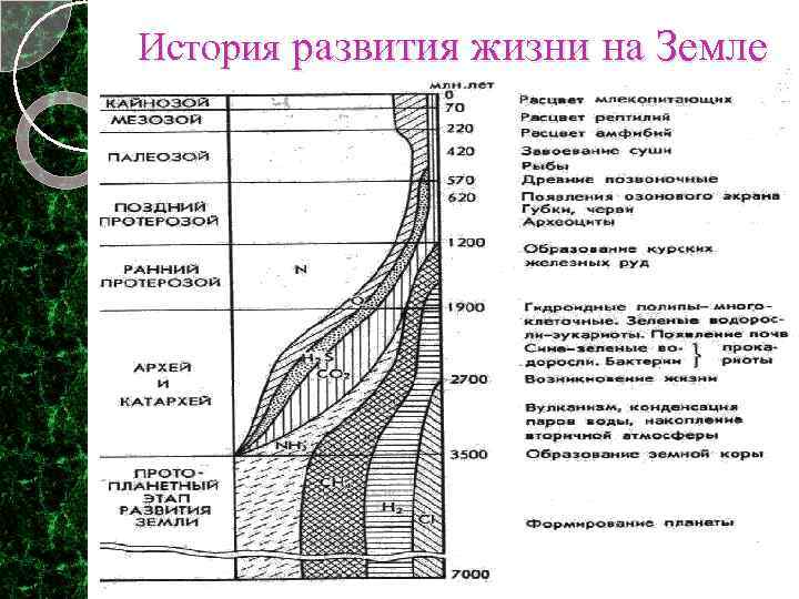 История развития жизни на Земле 