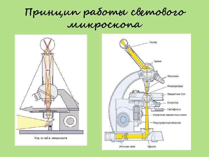 Принцип работы светового микроскопа 
