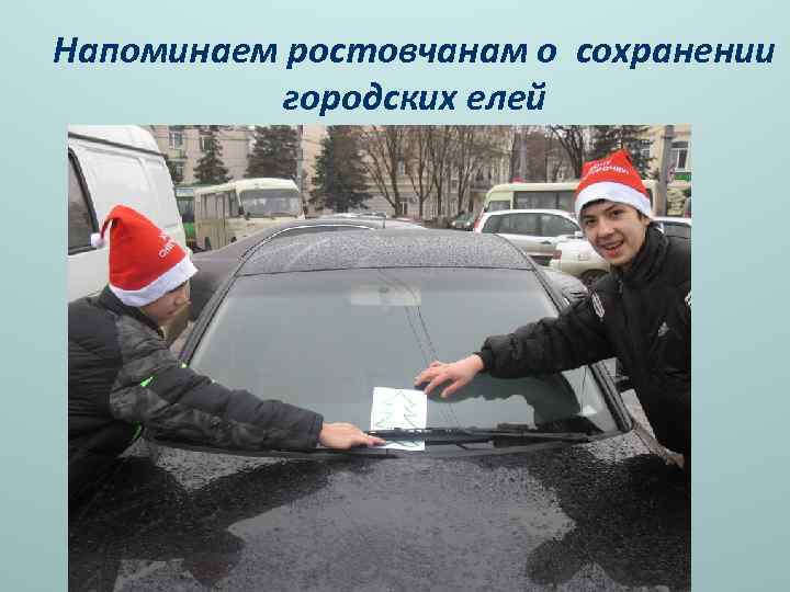 Напоминаем ростовчанам о сохранении городских елей 