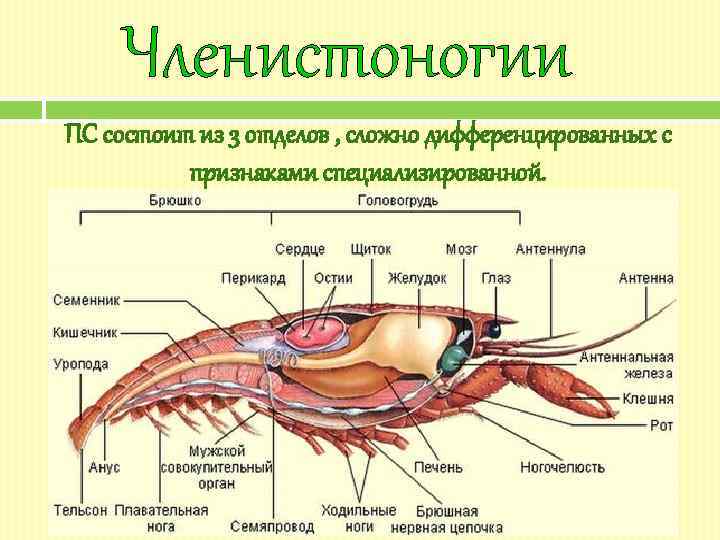 Членистоногии ПС состоит из 3 отделов , сложно дифференцированных с признаками специализированной. 