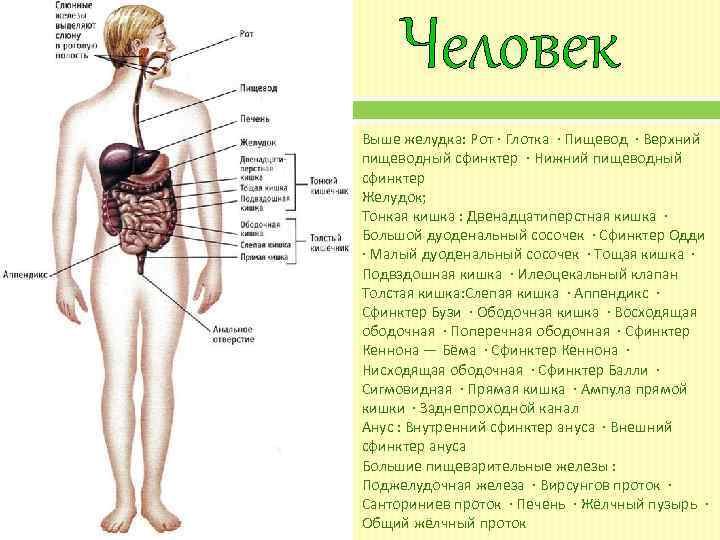 Человек Выше желудка: Рот · Глотка · Пищевод · Верхний пищеводный сфинктер · Нижний