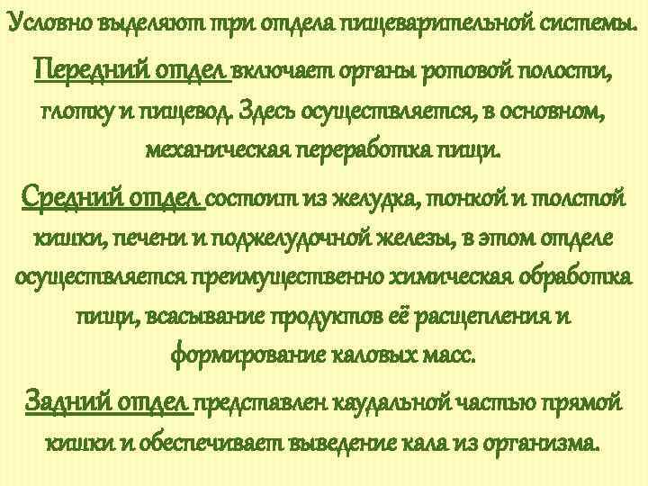 Условно выделяют три отдела пищеварительной системы. Передний отдел включает органы ротовой полости, глотку и
