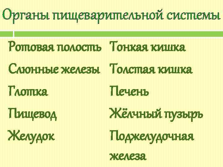 Органы пищеварительной системы Ротовая полость Слюнные железы Глотка Пищевод Желудок Тонкая кишка Толстая кишка