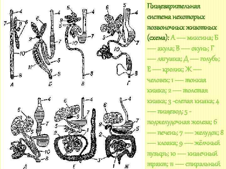 Общий план строения пищеварительной системы хордовых