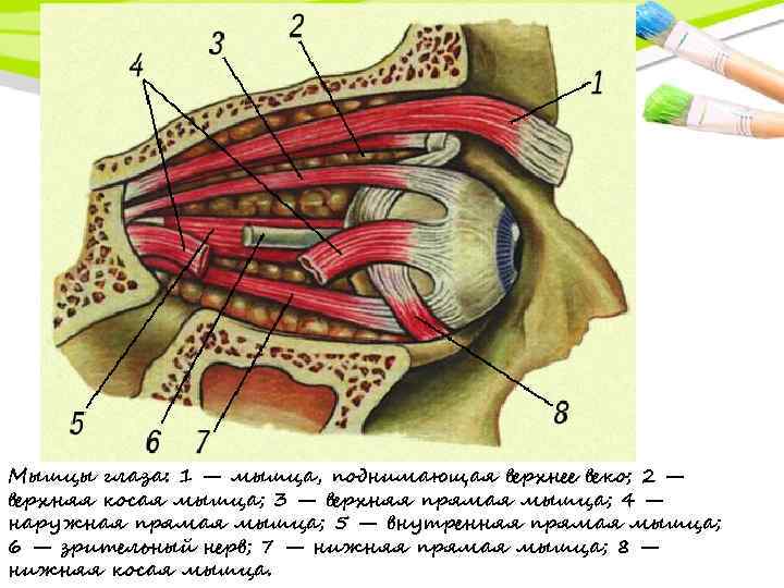 Мышцы глаза: 1 — мышца, поднимающая верхнее веко; 2 — верхняя косая мышца; 3