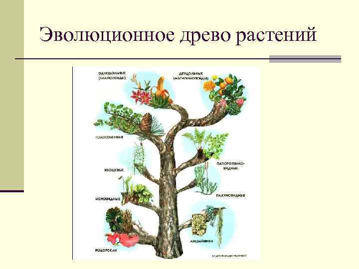 Эволюционное древо растений 