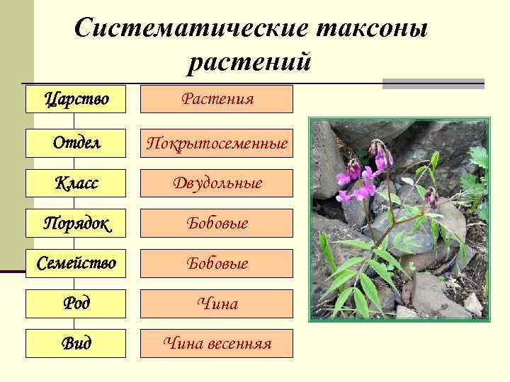 Систематические таксоны растений Царство Растения Отдел Покрытосеменные Класс Двудольные Порядок Бобовые Семейство Бобовые Род