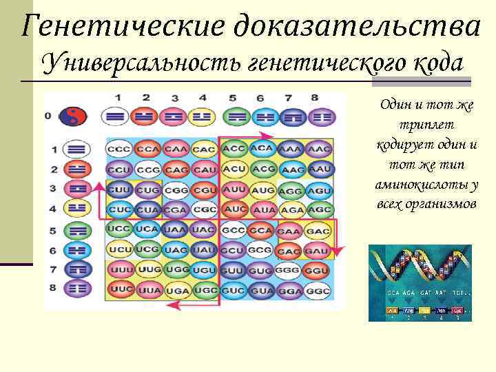 Генетические доказательства Универсальность генетического кода Один и тот же триплет кодирует один и тот