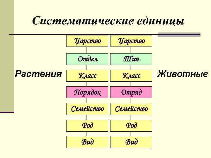 Правильная схема классификации растений вид род семейство порядок класс отдел