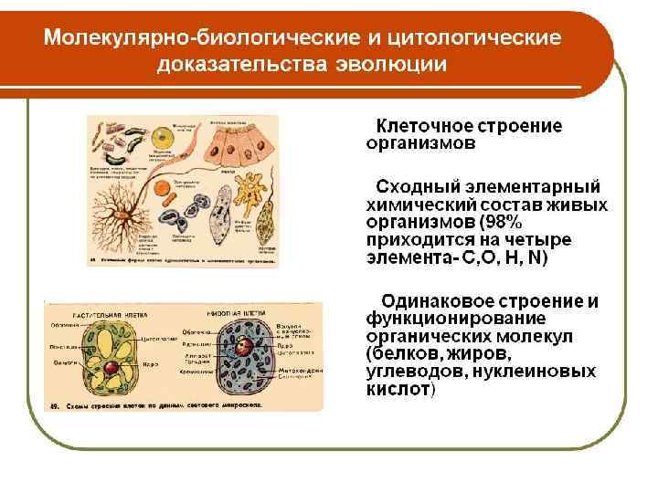 Презентация по биологии 7 класс доказательства эволюции животного мира учение ч дарвина