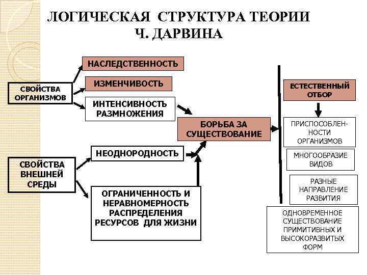 ЛОГИЧЕСКАЯ СТРУКТУРА ТЕОРИИ Ч. ДАРВИНА НАСЛЕДСТВЕННОСТЬ СВОЙСТВА ОРГАНИЗМОВ ИЗМЕНЧИВОСТЬ ЕСТЕСТВЕННЫЙ ОТБОР ИНТЕНСИВНОСТЬ РАЗМНОЖЕНИЯ БОРЬБА