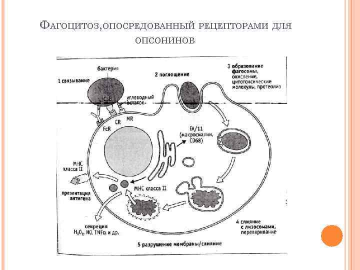 ФАГОЦИТОЗ, ОПОСРЕДОВАННЫЙ РЕЦЕПТОРАМИ ДЛЯ ОПСОНИНОВ 