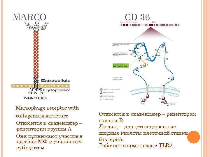 MARCO Macrophage receptor with collagenous structure Относится к скавенджер – рецепторам группы А Они
