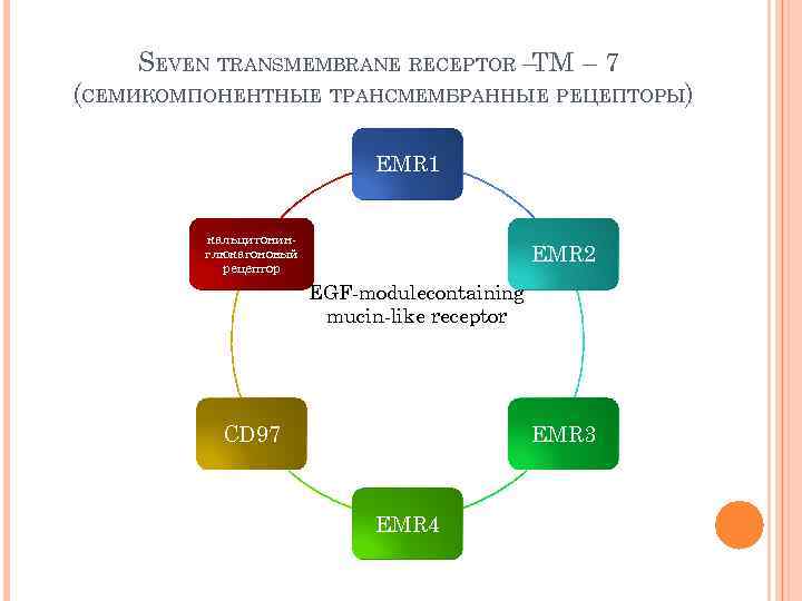 SEVEN TRANSMEMBRANE RECEPTOR – ТМ – 7 (СЕМИКОМПОНЕНТНЫЕ ТРАНСМЕМБРАННЫЕ РЕЦЕПТОРЫ) EMR 1 кальцитонинглюкагоновый рецептор