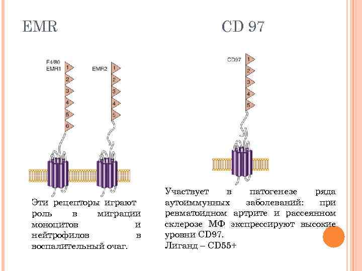 EMR Эти рецепторы играют роль в миграции моноцитов и нейтрофилов в воспалительный очаг. CD