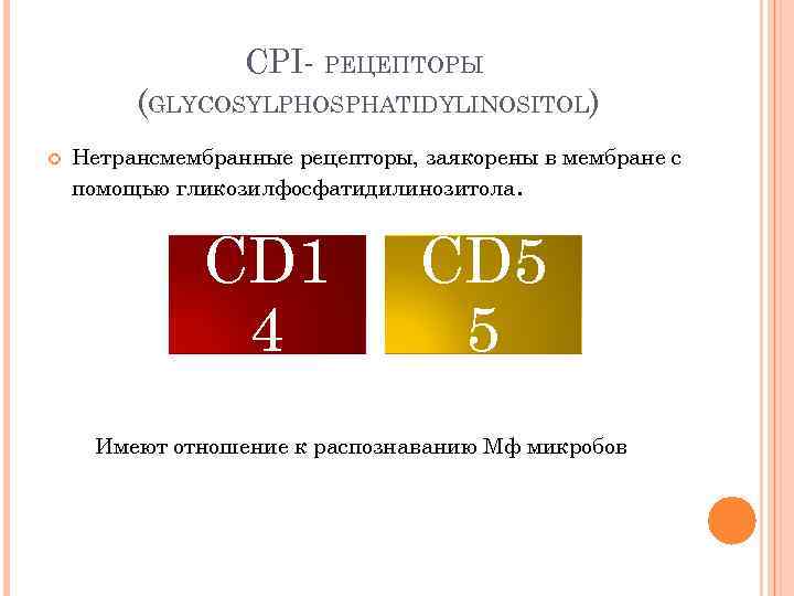 CPI- РЕЦЕПТОРЫ (GLYCOSYLPHOSPHATIDYLINOSITOL) Нетрансмембранные рецепторы, заякорены в мембране с помощью гликозилфосфатидилинозитола. CD 1 4