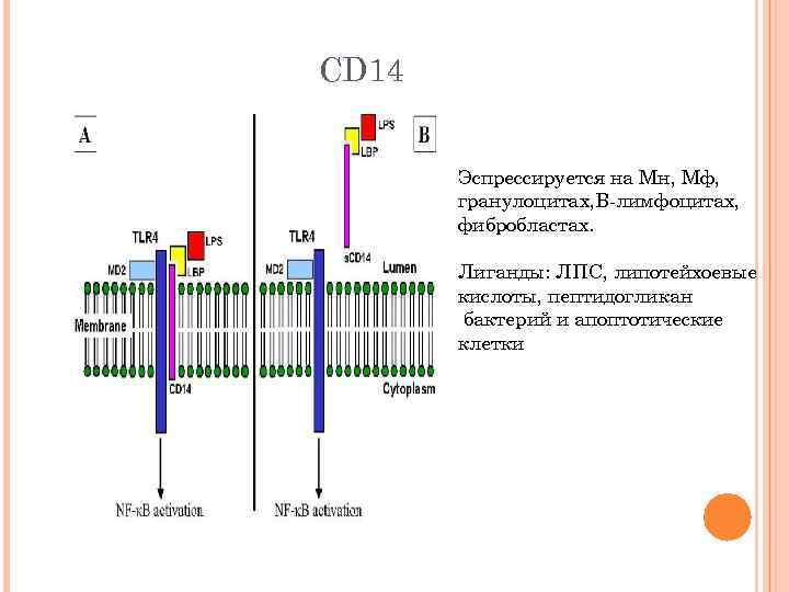 CD 14 Эспрессируется на Мн, Мф, гранулоцитах, В-лимфоцитах, фибробластах. Лиганды: ЛПС, липотейхоевые кислоты, пептидогликан