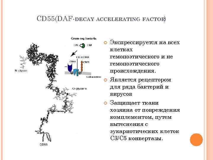 CD 55(DAF-DECAY ACCELERATING FACTOR) Экспрессируется на всех клетках гемопоэтического и не гемопоэтического происхождения. Является