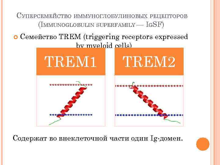 СУПЕРСЕМЕЙСТВО ИММУНОГЛОБУЛИНОВЫХ РЕЦЕПТОРОВ (IMMUNOGLOBULIN SUPERFAMILY — IGSF) Семейство TREM (triggering receptors expressed by myeloid