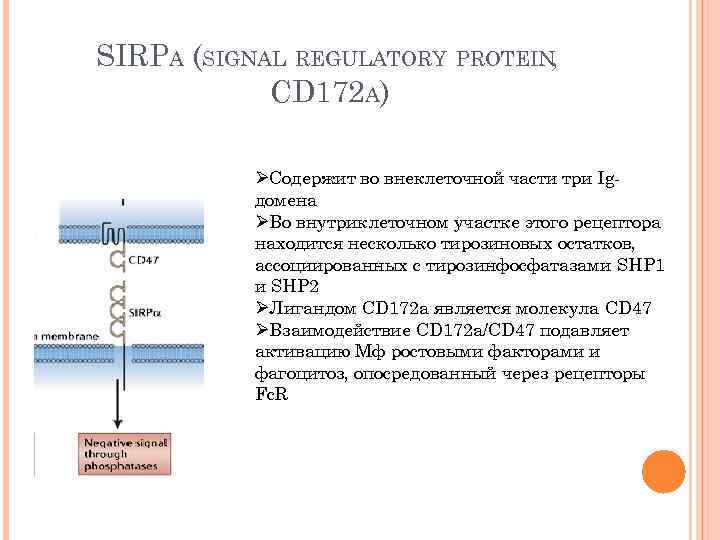 SIRPA (SIGNAL REGULATORY PROTEIN, CD 172 A) ØСодержит во внеклеточной части три Igдомена ØВо