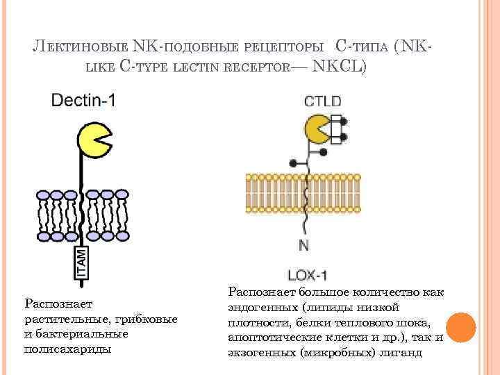 ЛЕКТИНОВЫЕ NK-ПОДОБНЫЕ РЕЦЕПТОРЫ С-ТИПА ( NKLIKE C-TYPE LECTIN RECEPTOR — NKCL) Распознает растительные, грибковые