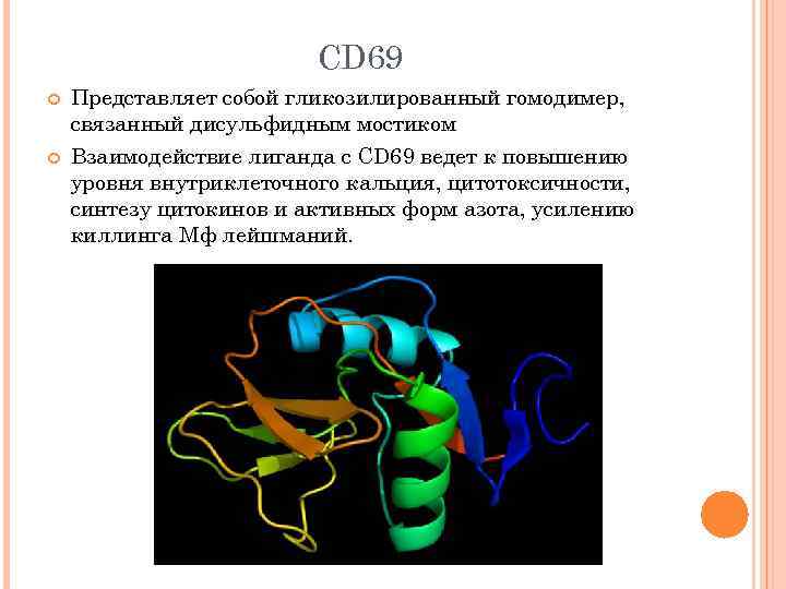 CD 69 Представляет собой гликозилированный гомодимер, связанный дисульфидным мостиком Взаимодействие лиганда с CD 69