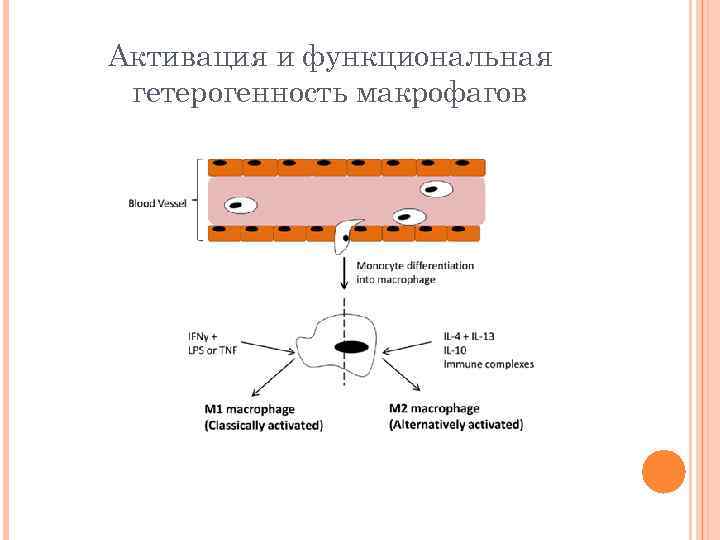 Активация и функциональная гетерогенность макрофагов 