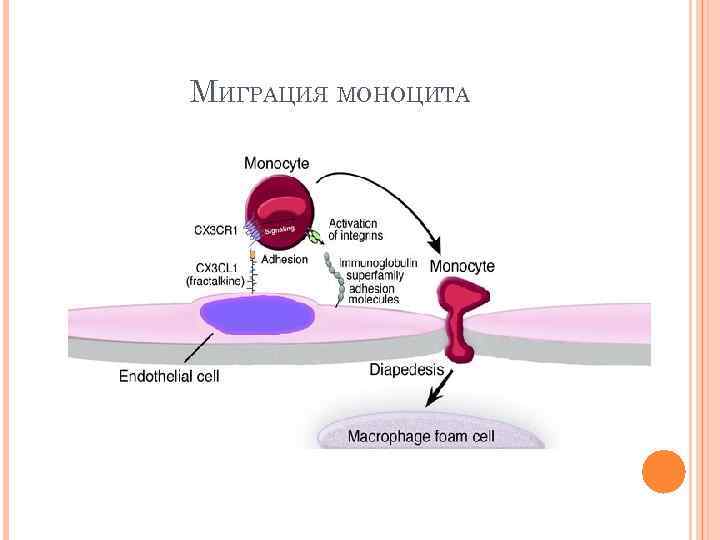 МИГРАЦИЯ МОНОЦИТА 