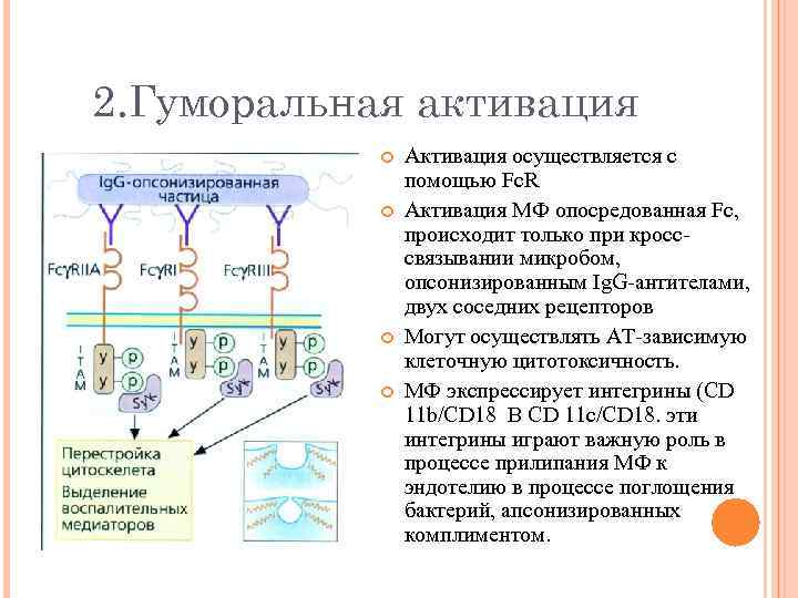 2. Гуморальная активация Активация осуществляется с помощью Fc. R Активация МФ опосредованная Fc, происходит