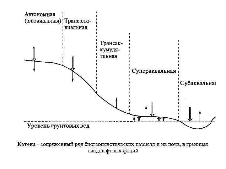 Катена сопряженный ряд биогеоценотических парцелл и их почв, в границах ландшафтных фаций 