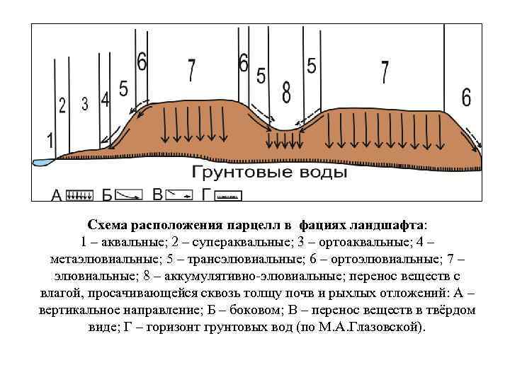 Схема расположения парцелл в фациях ландшафта: 1 – аквальные; 2 – супераквальные; 3 –