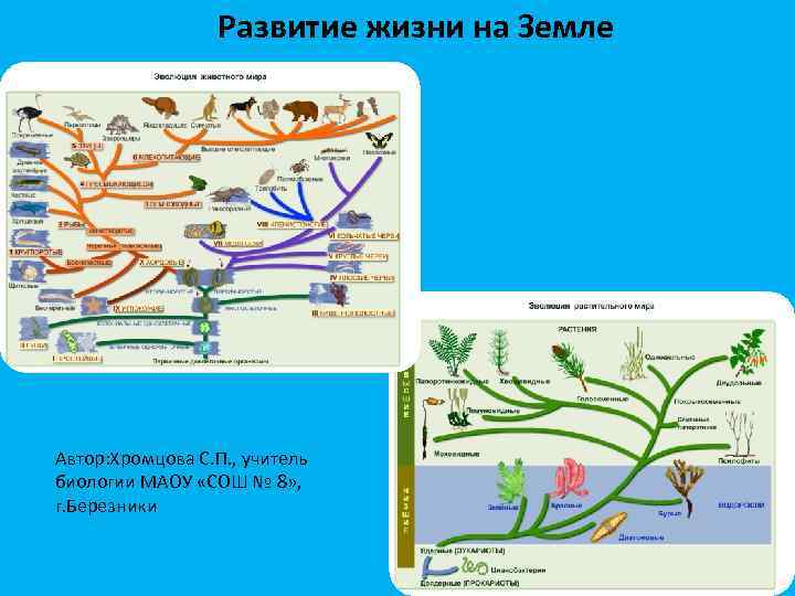 Развитие жизни на Земле Автор: Хромцова С. П. , учитель биологии МАОУ «СОШ №